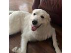 Adopt Heavenly a White Great Pyrenees / Mixed dog in Pattison, TX (38801833)