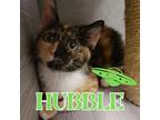 Adopt Hubble a Tortoiseshell Domestic Shorthair / Mixed cat in Commerce City