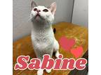 Adopt Sabine a White Domestic Shorthair / Mixed cat in Commerce City