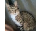 Adopt Peony a Brown Tabby American Shorthair (short coat) cat in Yamhill