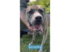 Adopt Saint Nick a Brindle American Staffordshire Terrier / Mixed dog in Glen