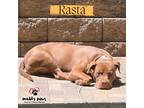 Adopt Rasta (Courtesy Post) a Brown/Chocolate Boxer / Pit Bull Terrier dog in