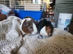 Adopt Bruno and Trey a Calico Guinea Pig (long coat) small animal in Yamhill