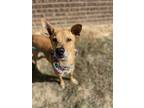 Adopt Liberty Jane a Mixed Breed (Medium) dog in Dickson, TN (38801500)