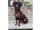 Adopt Tootsie Roll a Brown/Chocolate Labrador Retriever / Mixed dog in Pattison
