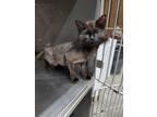 Adopt Chiffon a All Black Domestic Longhair (long coat) cat in Byron Center