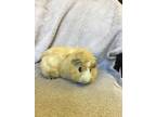 Adopt Ontaria a Cream Guinea Pig small animal in Imperial Beach, CA (38801261)