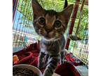 Adopt Franklin a Brown or Chocolate Domestic Shorthair / Mixed cat in