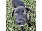 Adopt Jay a Black - with White Labrador Retriever / Mixed Breed (Medium) / Mixed