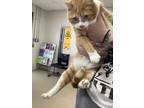 Adopt Poet a Orange or Red Domestic Shorthair / Domestic Shorthair / Mixed cat