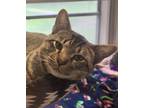 Adopt Linus a Brown or Chocolate Domestic Shorthair / Domestic Shorthair / Mixed