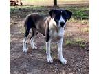 Adopt Maya a Black - with White Mutt / Mixed dog in Johns Island, SC (38800838)