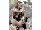 Adopt Jewels & Gemma a Calico or Dilute Calico Domestic Shorthair (short coat)