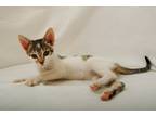 Adopt Cookie a White Domestic Shorthair / Domestic Shorthair / Mixed cat in