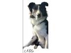 Adopt Milo a Border Collie / Mixed dog in El Dorado, AR (38800599)