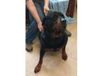 Adopt Zelda a Black - with Tan, Yellow or Fawn Rottweiler / Mixed dog in