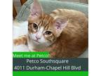 Adopt Asher a Orange or Red Domestic Shorthair / Mixed cat in Durham