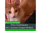 Adopt Aiden a Orange or Red Domestic Shorthair / Mixed cat in Durham