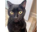 Adopt Minx a All Black Domestic Shorthair / Mixed cat in Harrisonburg