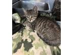 Adopt Mocha a Domestic Shorthair / Mixed (short coat) cat in Henderson