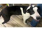 Adopt Winston a Labrador Retriever / Mixed dog in Henderson, KY (38800502)