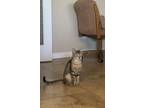 Adopt Molly a Tortoiseshell Tabby / Mixed (short coat) cat in Mesa