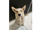Adopt Virginia a White - with Gray or Silver Husky / Shepherd (Unknown Type) /