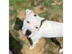 Adopt Patton a White - with Tan, Yellow or Fawn Terrier (Unknown Type
