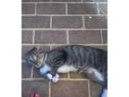 Adopt Mabel a Gray, Blue or Silver Tabby Domestic Shorthair / Mixed cat in