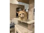 Adopt Vladimir a Orange or Red Tabby Domestic Shorthair (short coat) cat in St