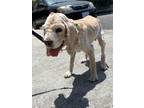 Adopt Peggy a Tan/Yellow/Fawn Cocker Spaniel / Mixed dog in Culver City