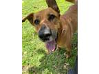 Adopt Michelle a Red/Golden/Orange/Chestnut - with Black German Shepherd Dog /