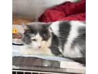 Adopt Molly a Gray or Blue Domestic Longhair / Mixed cat in Newport