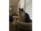 Adopt Missy a Black & White or Tuxedo Domestic Longhair / Mixed (medium coat)