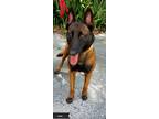 Adopt Luna a Brown/Chocolate - with Black Belgian Malinois / Mixed dog in Key