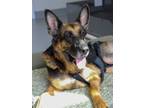 Adopt QUEEN a Black German Shepherd Dog / Mixed dog in San Antonio