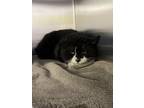 Adopt Felix a All Black Domestic Shorthair / Domestic Shorthair / Mixed cat in