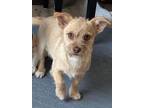 Adopt Katie a Red/Golden/Orange/Chestnut Norfolk Terrier / Mixed dog in Los