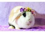 Adopt Ruthie a Cream Lop, Holland / Mixed (medium coat) rabbit in Wilmington