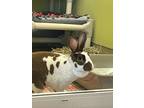 Adopt Dandelion a White American / English Spot / Mixed rabbit in Auburn
