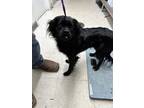 Adopt Leela a Black Mixed Breed (Small) / Mixed dog in Moses Lake, WA (38799472)