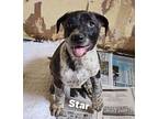 Adopt Star a Brindle - with White Mixed Breed (Medium) / Mixed dog in