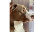 Adopt Ziggy a Brown/Chocolate - with White Pitsky / Pointer dog in San Clemente
