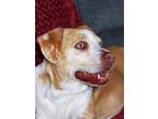 Adopt Luna a Red/Golden/Orange/Chestnut - with White Australian Cattle Dog /