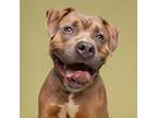 Adopt Torrence a Brown/Chocolate Pit Bull Terrier / Mixed dog in Pittsburgh