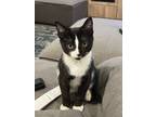 Adopt Harvey Dent a Black & White or Tuxedo Domestic Shorthair (short coat) cat