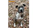 Adopt Ronnie a Gray/Blue/Silver/Salt & Pepper American Staffordshire Terrier /