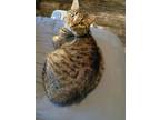 Adopt Nala a Brown Tabby Tabby / Mixed (short coat) cat in Independence
