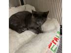 Adopt Gracie a Gray or Blue Domestic Shorthair / Mixed cat in Chatham