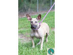 Adopt Radar a Tan/Yellow/Fawn Mixed Breed (Medium) / Mixed dog in Walterboro